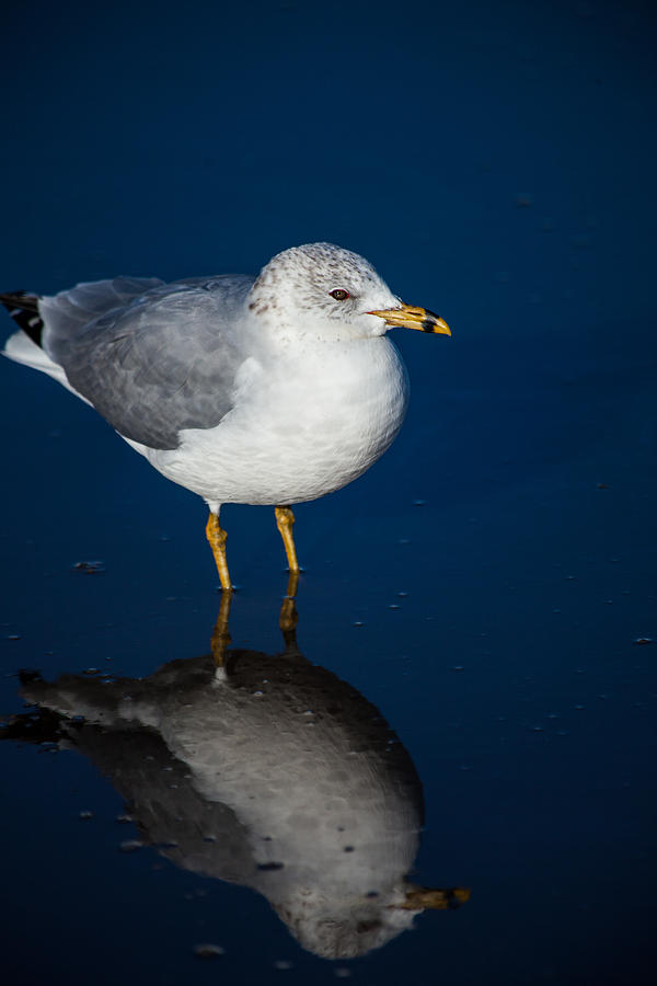 Seagull Photograph - Reflecting Gull by Karol Livote