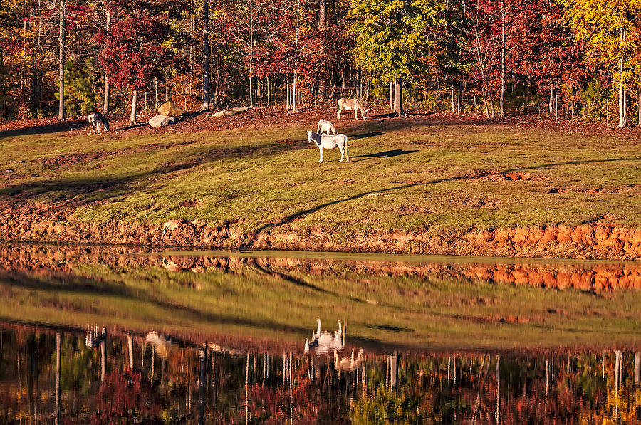 Reflecting Horses In An Autumn Pond Photograph by Michael Whitaker