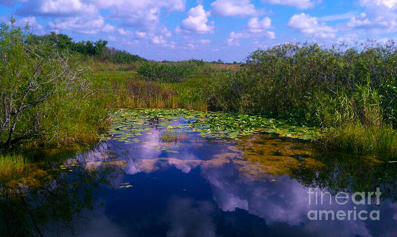 Reflecting In the Glades Photograph by Charlie Cliques