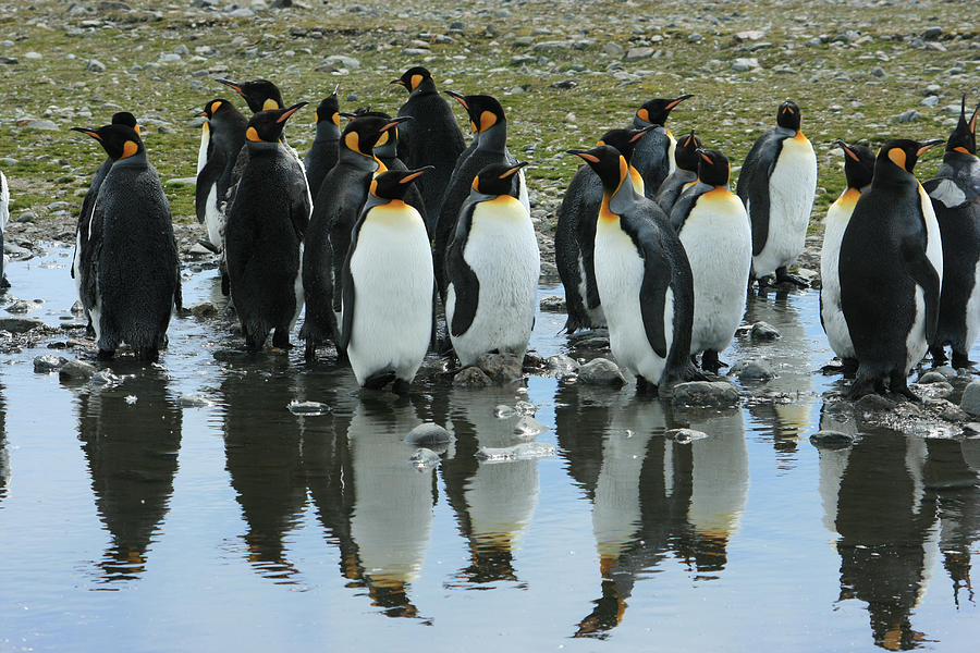 Reflecting King Penguins Photograph by Amanda Stadther