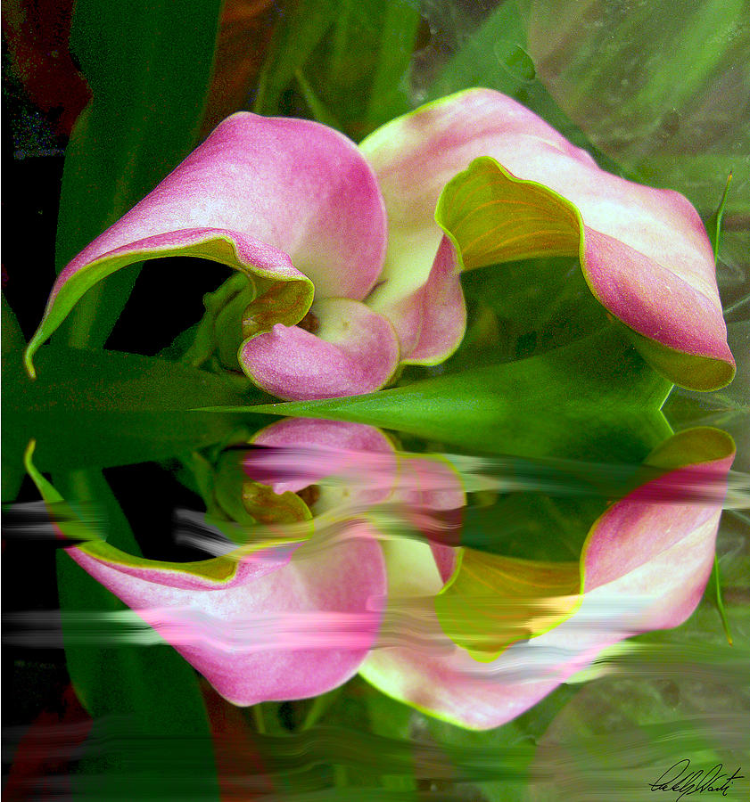 Reflecting Orchid Photograph by Michele Avanti