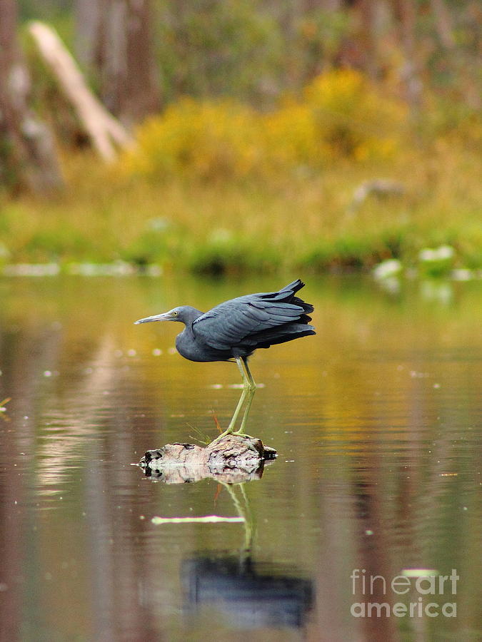 Reflecting Little Blue Heron Photograph by Andre Turner