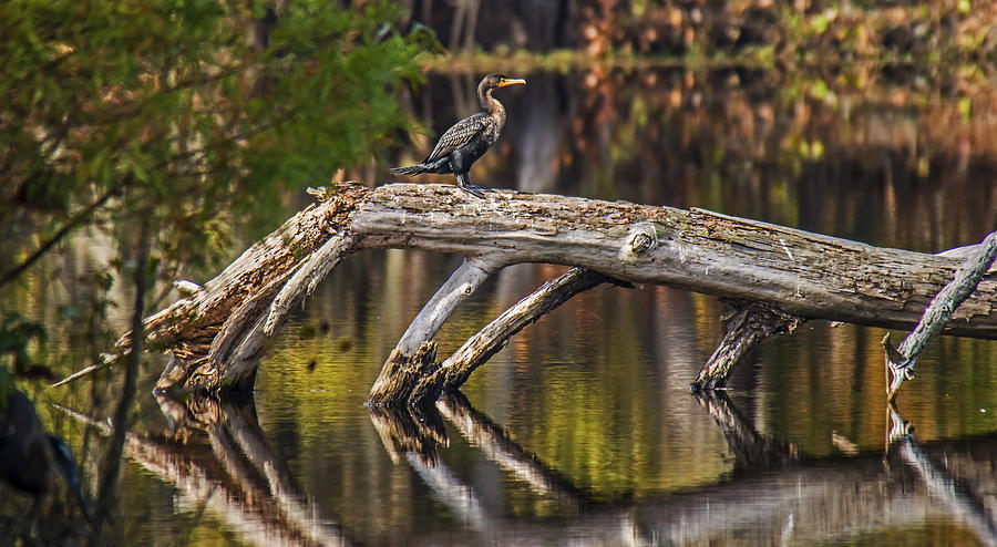 Reflecting Log and A Double-Creaste Cormorant Photograph by Michael Whitaker