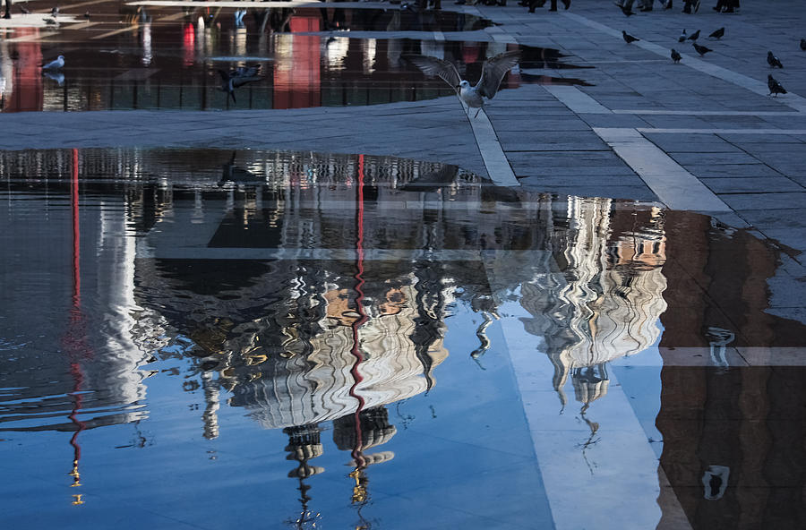 Reflecting On Domes Birds And Puddles - Acqua Alta In Venice Italy Photograph