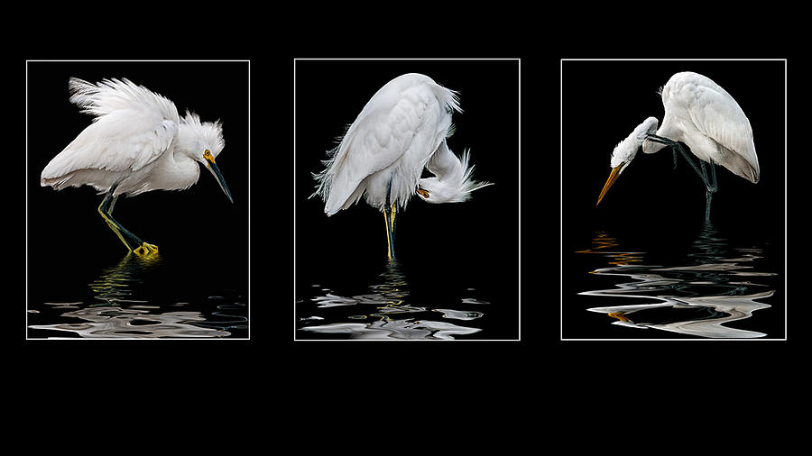 Reflecting on Egrets Photograph by Brian Tarr