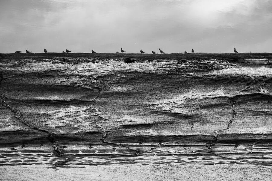 Reflecting On Gulls Photograph by David Davies