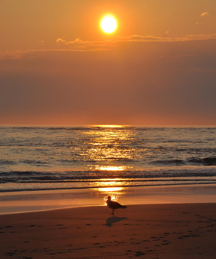 Seagull Photograph - Reflecting on the New Day by Bill Cannon