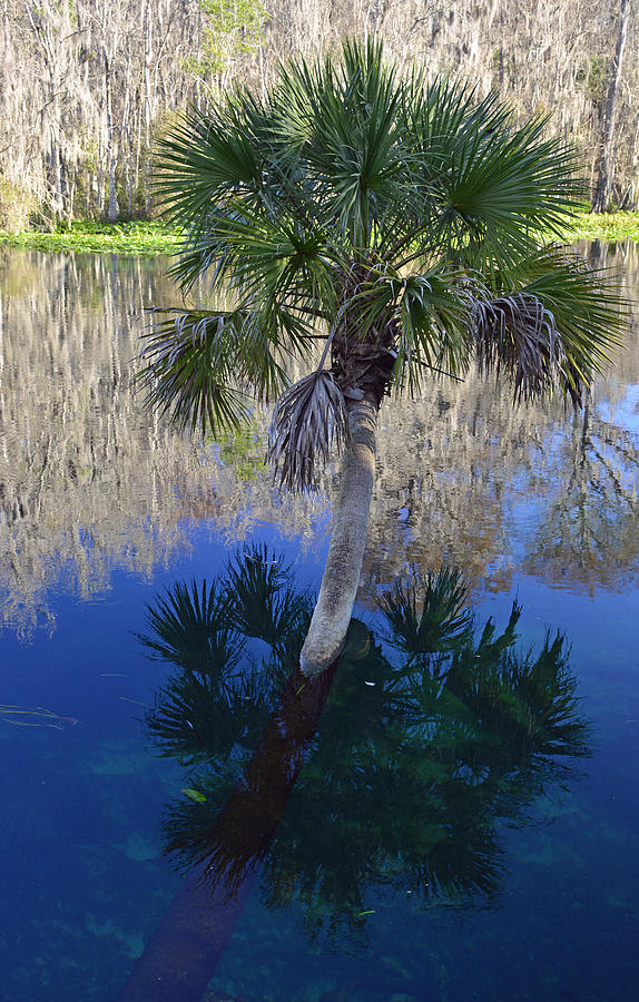 Reflecting Palm Tree Silver Springs Photograph by Bruce Gourley