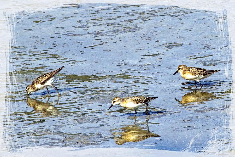 Reflecting Sandpipers Photograph by Constantine Gregory