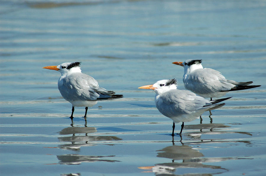 Reflecting Shore Birds on Cumberland Island Photograph by Bruce Gourley