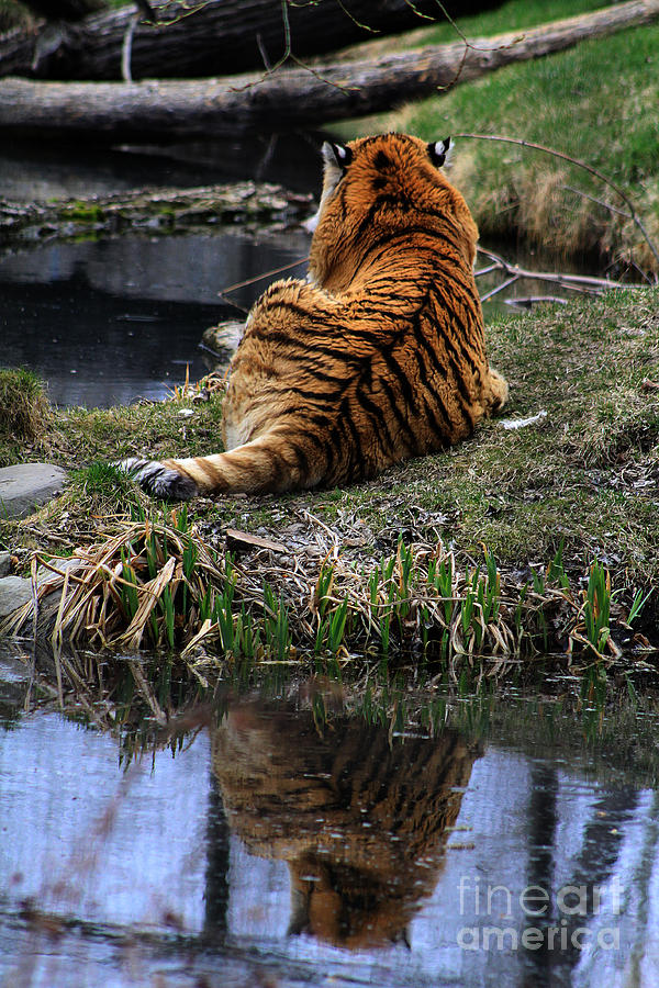 Reflecting Stripes Photograph by Alyce Taylor