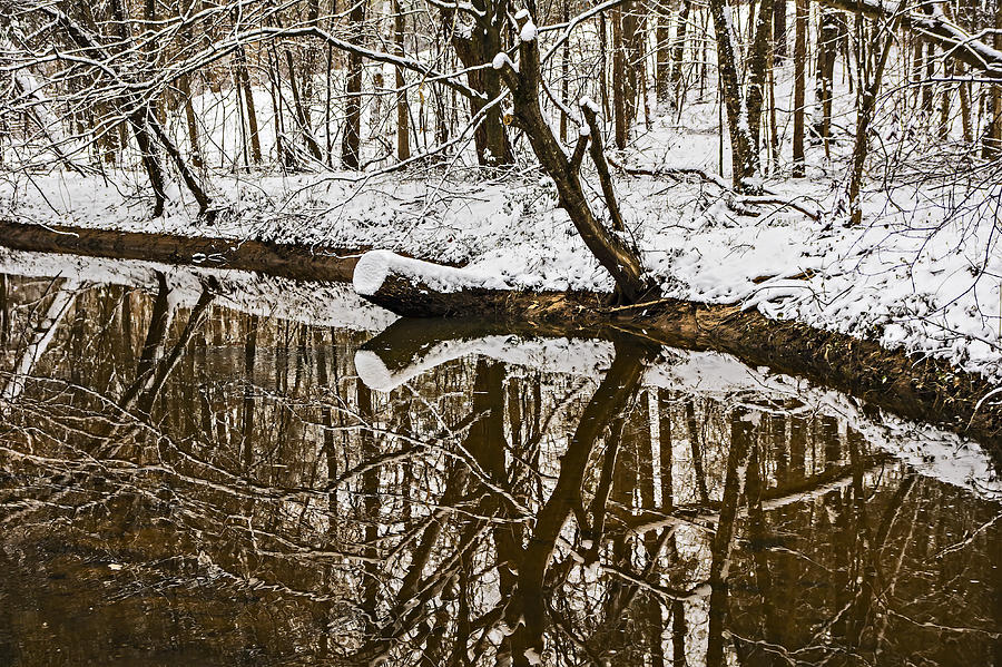 Reflecting Stump On A Cold Winter Day Photograph by Michael Whitaker