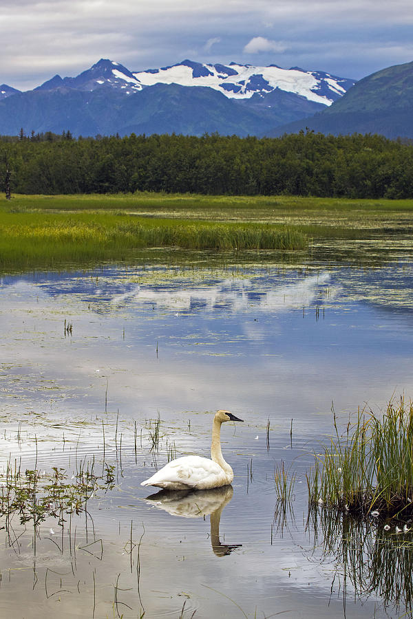 Reflecting Swan Photograph by Saya Studios