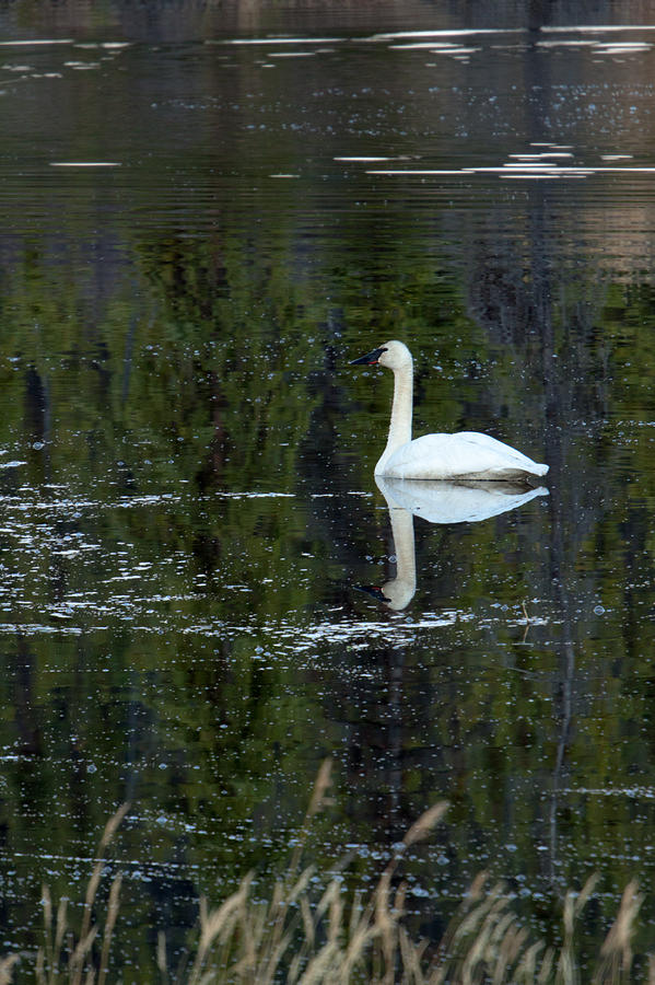 Swan Photograph - Reflecting Swan by Thomas Sellberg