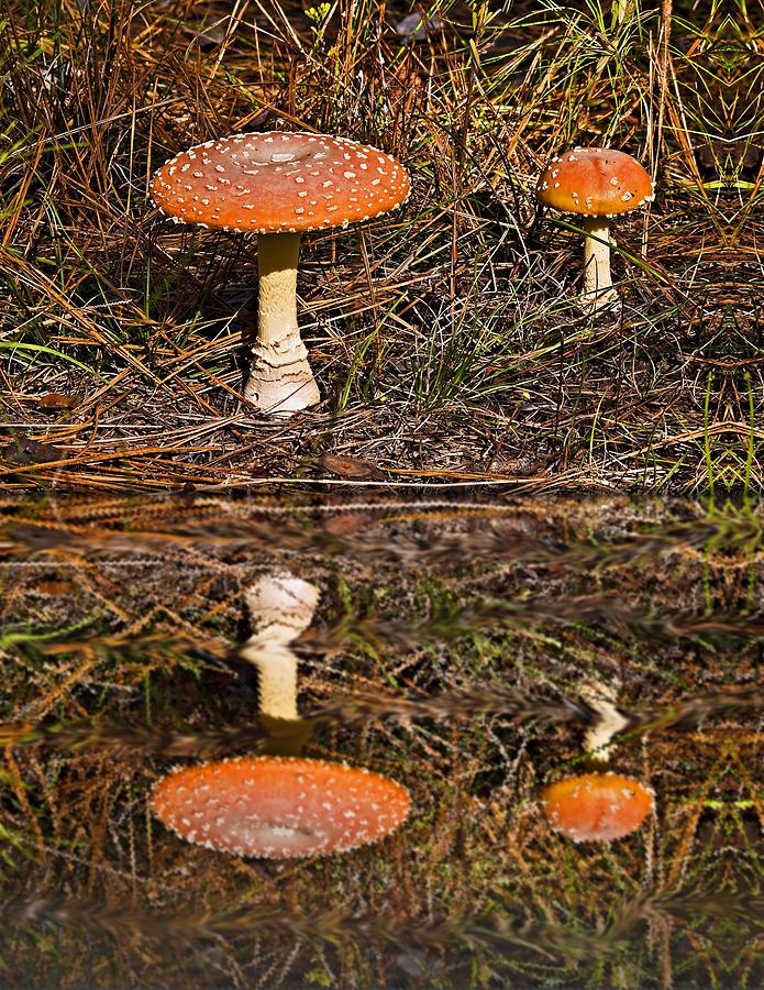 Reflecting Toadstools Photograph by Michael Whitaker