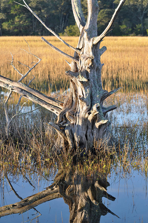 Reflecting Tree in Jekyll Island Marsh 1.1 Photograph by Bruce Gourley