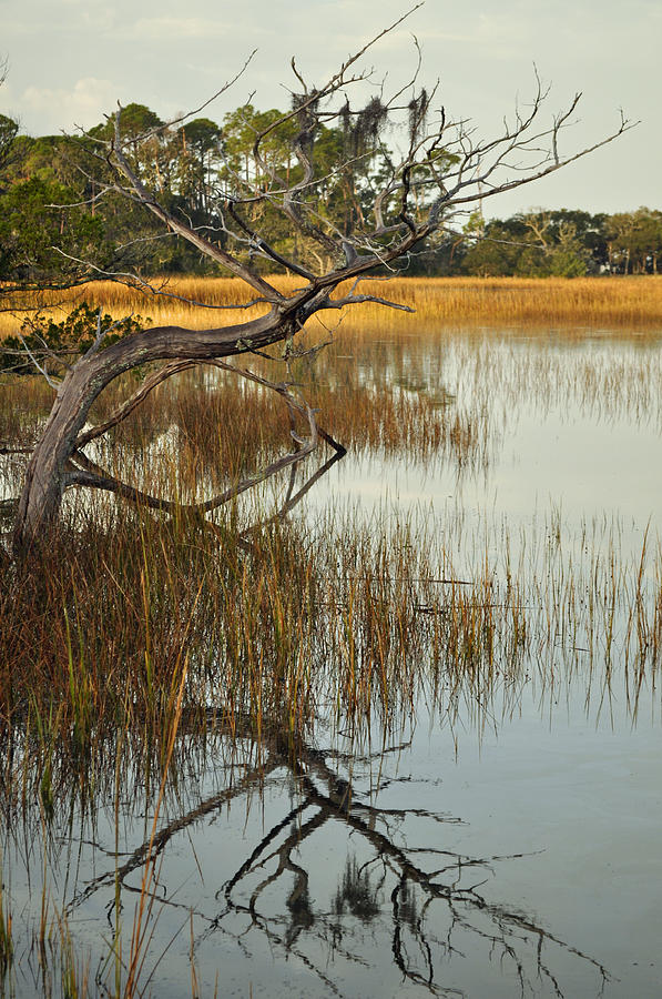 Reflecting Tree in Jekyll Island Marsh 1.2 Photograph by Bruce Gourley