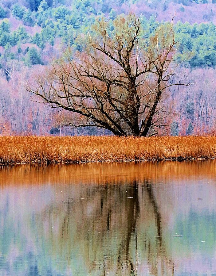 Reflecting Tree of Transition Photograph by MTBobbins Photography