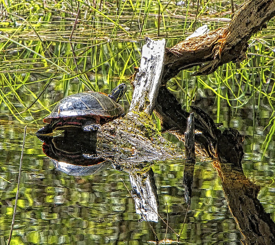Reflecting Turtle Photograph by Constantine Gregory