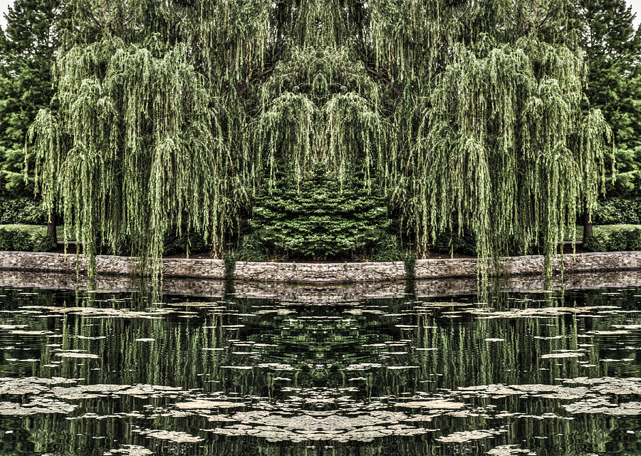Reflecting Willows Photograph by Rebecca Hiatt