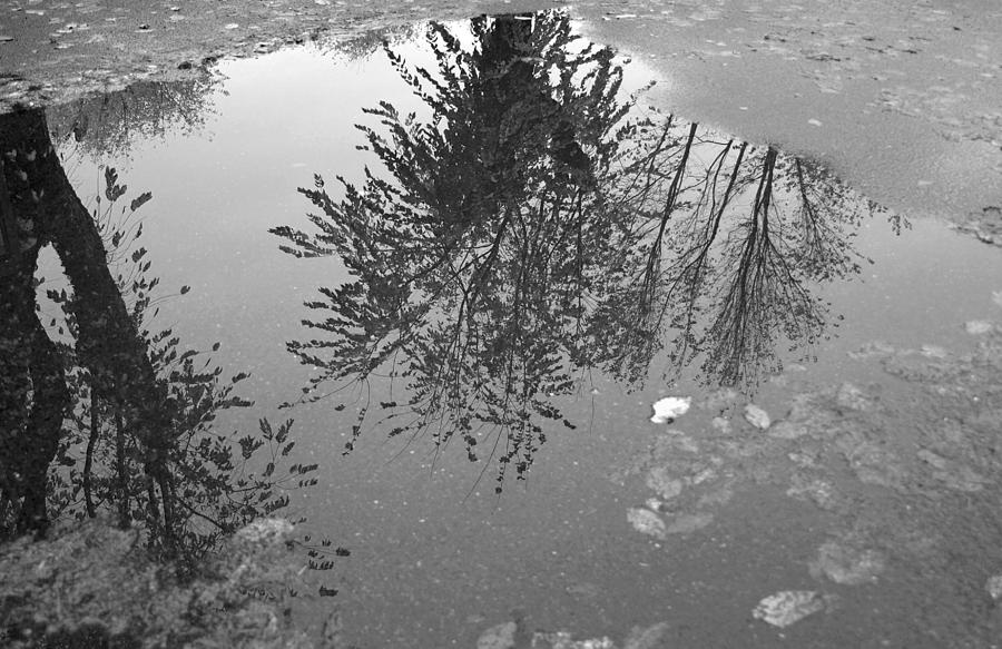 Reflection 002 Photograph
