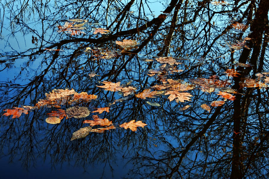 Reflection and Autumn Leaves Photograph by Nikolyn McDonald