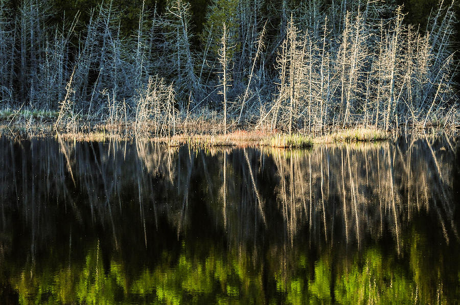 Reflection Photograph by Andrew Anderson | Fine Art America