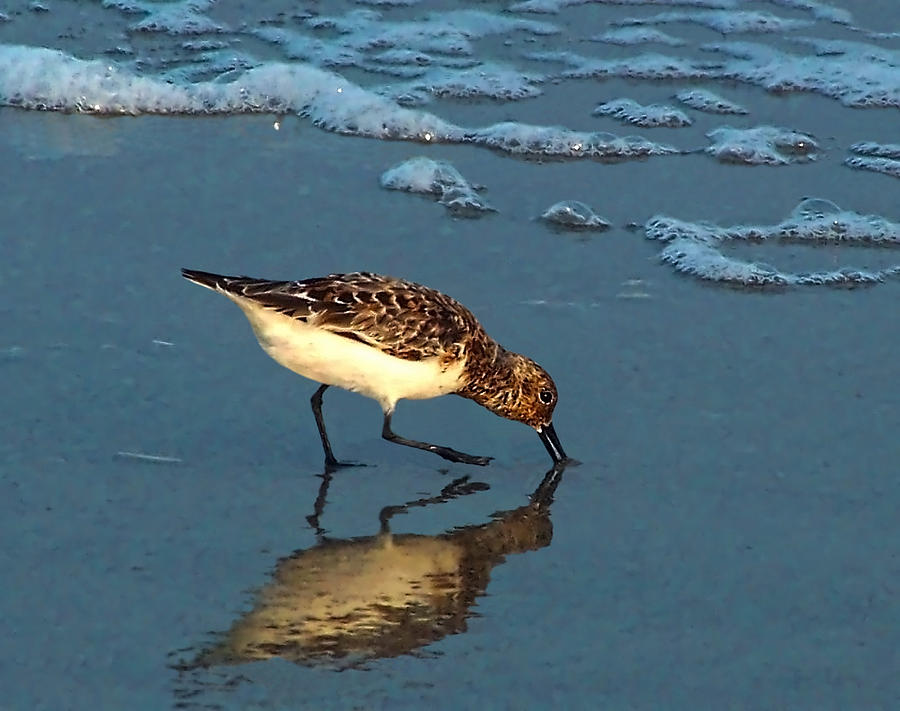 Sandpiper Photograph - Reflection At Sunset by Sandi OReilly