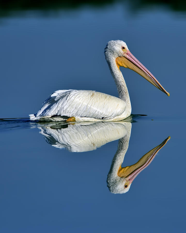 Reflection Photograph by Bill Dodsworth