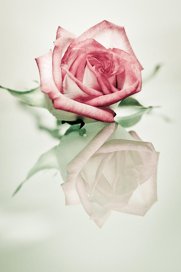 Rose Photograph - Reflection by Elvira Pinkhas