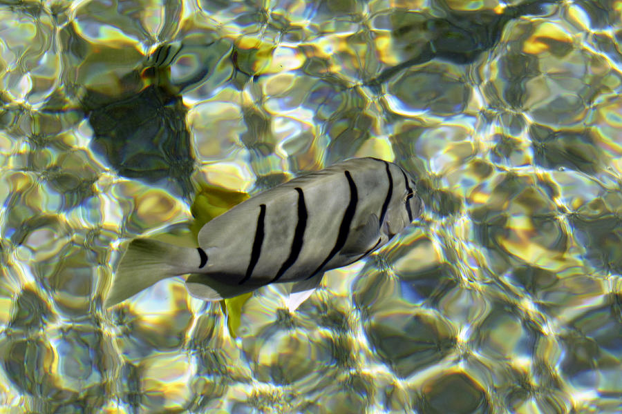 Reflection Fish Photograph by Bob Slitzan
