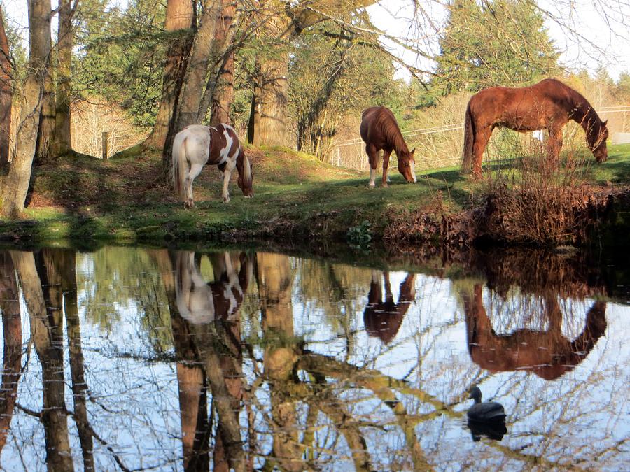 Horses Reflection Photograph by Jim Romo - Fine Art America