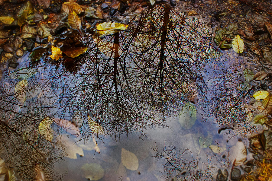 Reflection in a Puddle Photograph by Belinda Greb