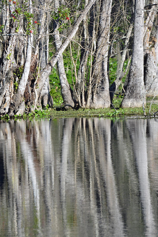 Reflection in Silver Springs River Photograph by Bruce Gourley