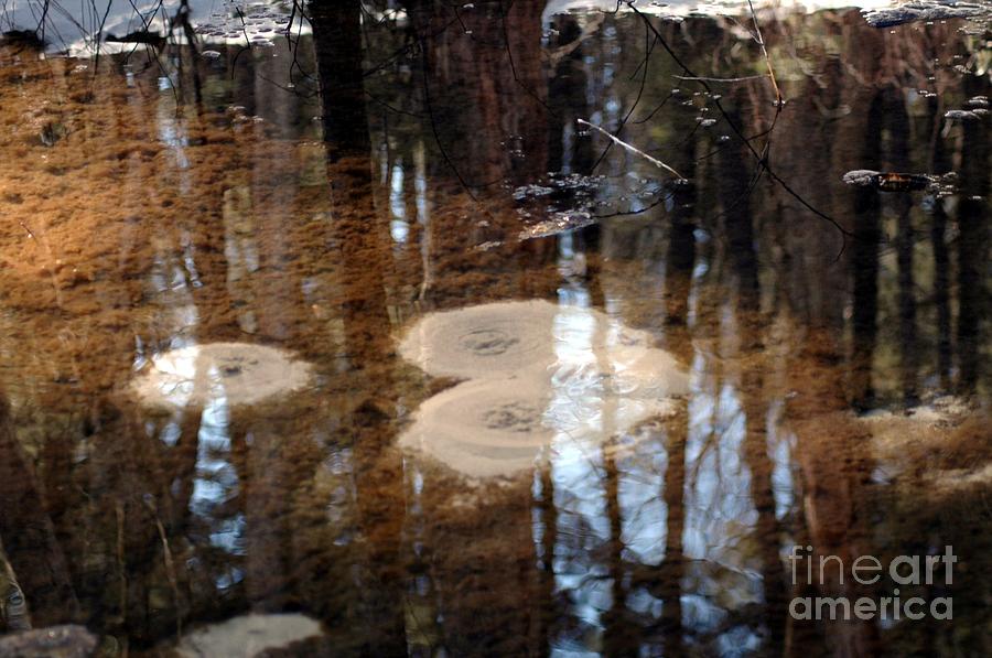 Reflection In The Bubbling Spring Photograph by Susan Carella