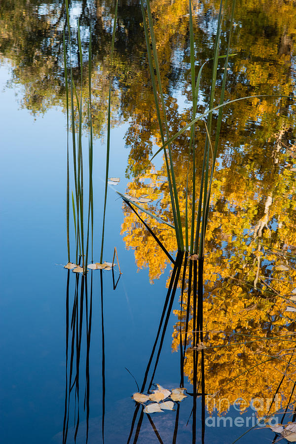 Reflection in the Pond Photograph by Daniel Ryan