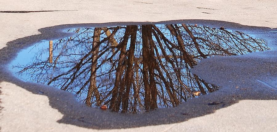 Spring Photograph - Reflection by Lisa Kane