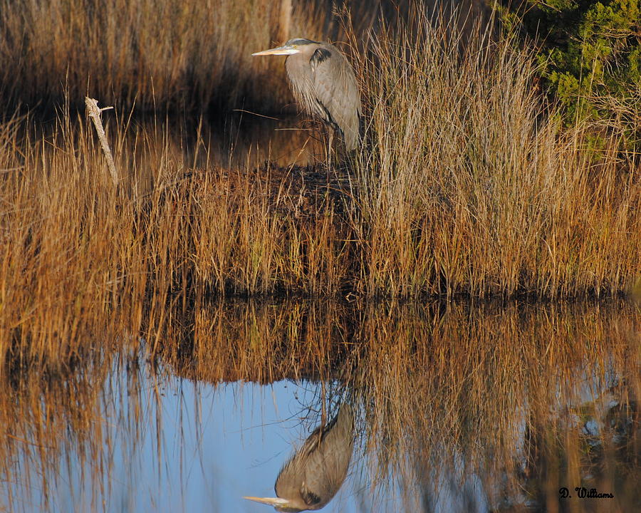 Reflection of a Great Blue Heron  Photograph by Dan Williams
