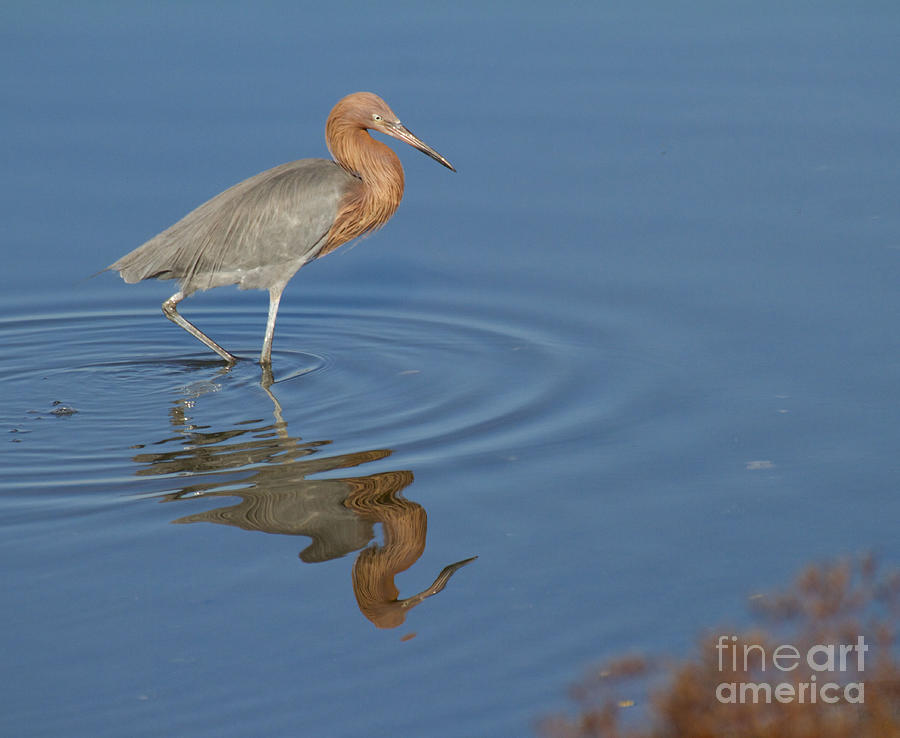 Nature Photograph - Reflection of a Reddish Egret by Ruth Jolly