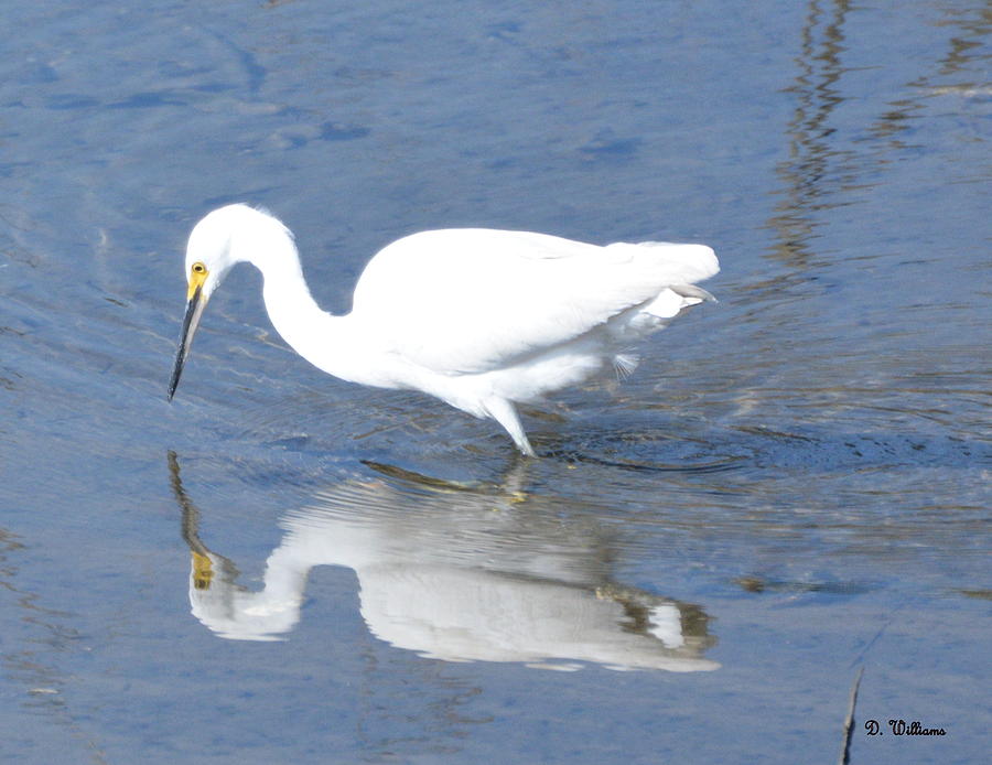 Reflection of a Snowy Egret Photograph by Dan Williams