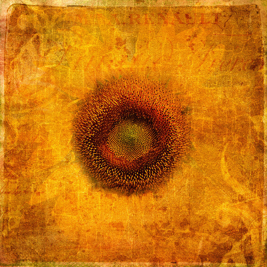 Reflection of a Sunflower Digital Art by Melinda Dreyer
