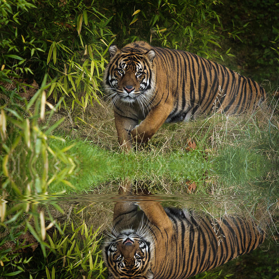 Reflection Of A Tiger D3950 Photograph by Wes and Dotty Weber