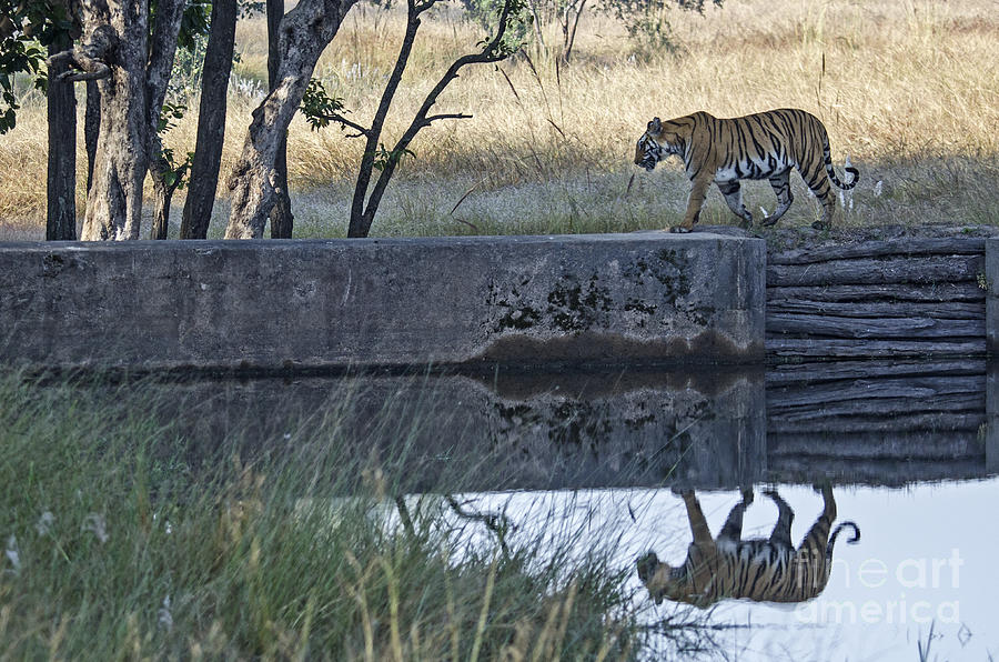 Reflection of a Tiger Photograph by Pravine Chester