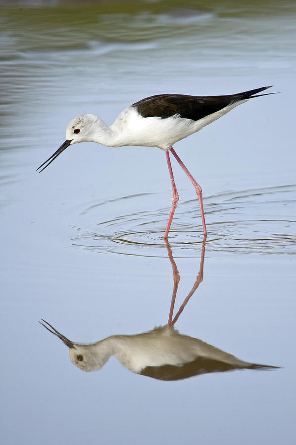 Reflection Of Black Winged Stilt Photograph by Animal Images - Fine Art ...