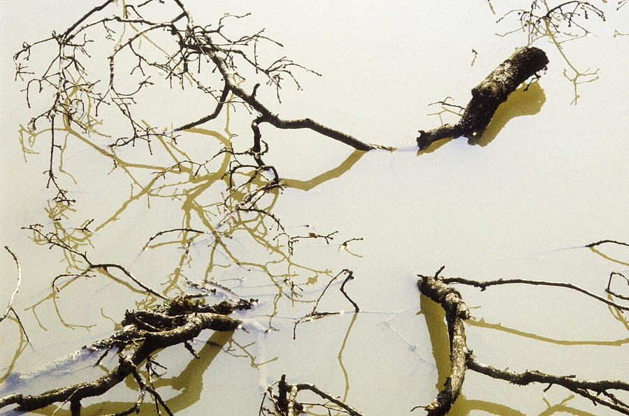 Water Photograph - Reflection of branches in water by Patrick Kessler