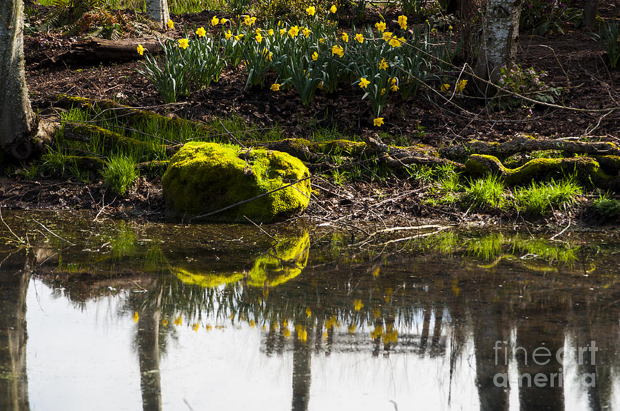 Spring Photograph - Reflection of Daffodils by M J