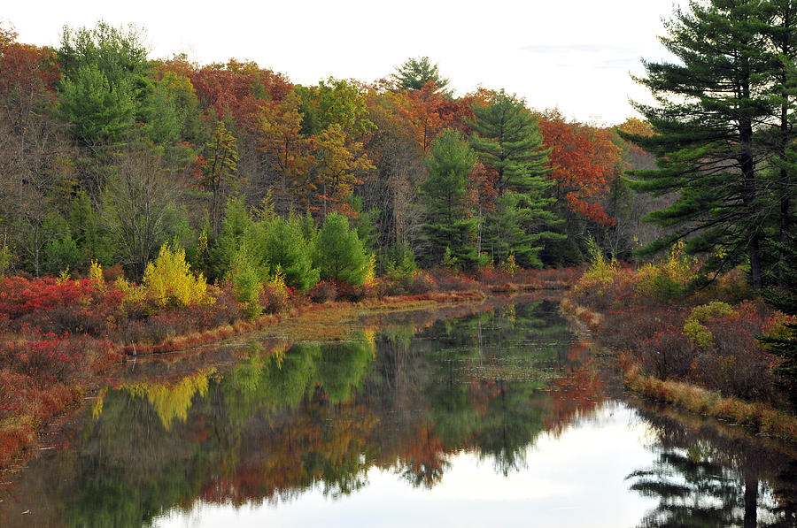 Reflection Of Fall On Roaring Creek Photograph by Dan Myers