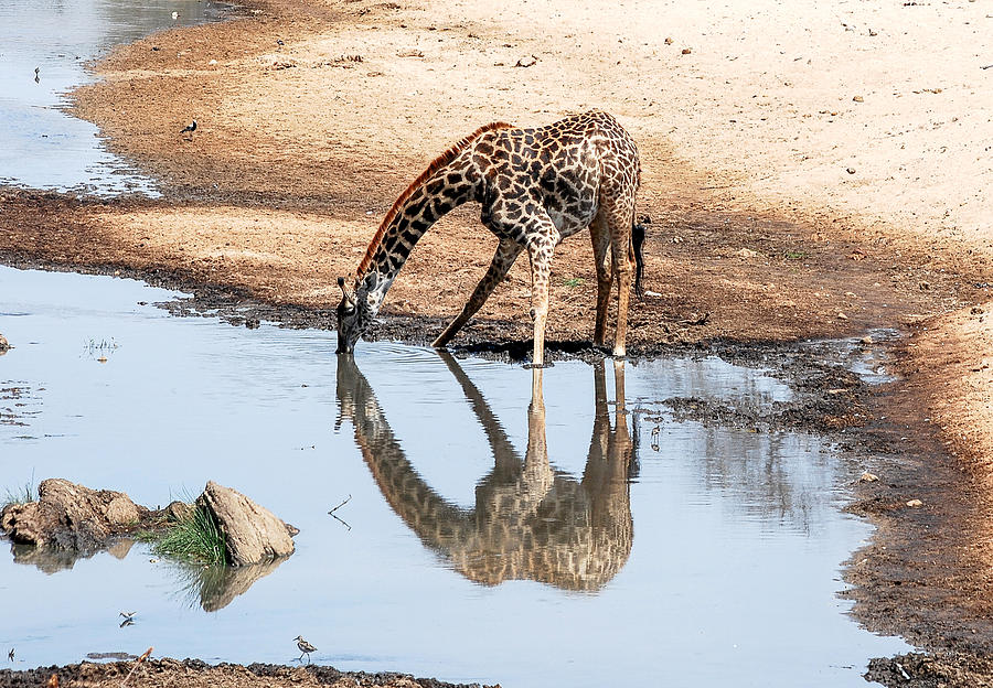 Reflection of Giraffe Photograph by Peggy Blackwell