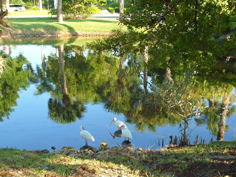 Reflection of Ibis Photograph by Val Oconnor