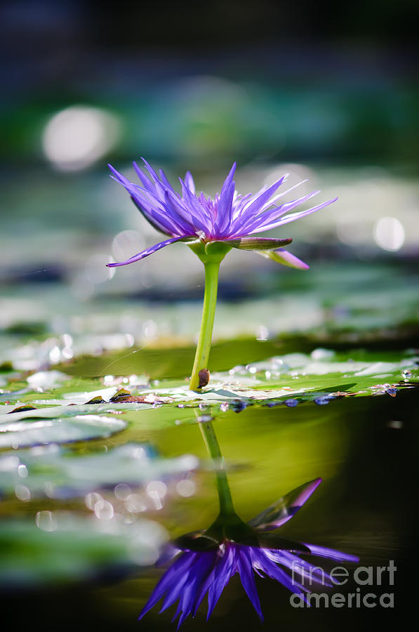 Lily Photograph - Reflection of Life by Charles Dobbs
